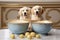 Two golden retrievers sitting next to a bowl of eggs. Generative AI image.