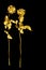 Two golden rose flowers on black background isolated close up, two long stem gold roses, shiny yellow metal flower bouquet, decor