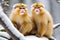 two Golden snub-nosed monkeys on a tree branch in the snow covered woods