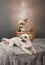 Two golden Yorkshire terriers laying down in a basket