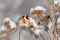 Two goldfinch birds sitting on branch of burdock