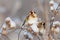 Two goldfinch birds sitting on branch of burdock