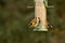 Two Goldfinch, Carduelis carduelis, perched on on bird feeder of mixed Winter seed