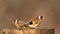 Two goldfinches Carduelis carduelis on a bird feeder in the garden in winter