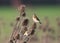 Two Goldfinches perching on teasel and eating seeds