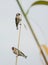 Two Goldfinches on reed