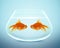 Two goldfish falling in love