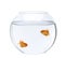 Two goldfish swimming in fish bowl