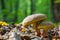 Two good edible mushrooms Boletus chrysenteron grow in the forest