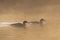 Two goosanders in the mist on the Ornamental Lake