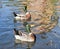 Two goose ducks wildlife water animals free birds swimming in the lake outdoors nature landscape background