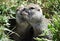 two gophers. one ground squirrel eats against the background of a hole from which the second ground squirrel crawls out