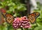 Two gorgeous, colorful Monarch butterflies