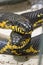 Two gorgeous and dangerous black and yellow snakes are holding their heads above each other