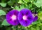 Two gorgeous flowers morning-glory, close-up, ipomoea, convolvulus flower