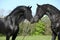 Two gorgeous friesian stallions meeting each other