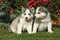 Two gorgeous puppies sitting in front of red roses