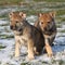 Two gorgeous puppies of wolfdog in winter