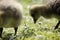 Two goslings foraging in the spring