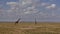 Two graceful giraffes walk on the yellow grass in the endless savannah of Africa