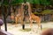 Two Graceful Giraffes Walking in the Wildlife Park