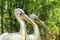 Two graceful white pelicans with huge beaks