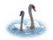 Two Graceful white Swans swimming in the lake, isolated on white background. Mating games of a pair of white swans. Swans swimming