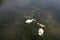 Two gracious white swans with their four cygnets in water.