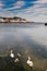 Two gracious white swans with their four cygnets in water. Corrib river, Galway city, Ireland.