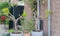 Two grape trees bonsai with green leaves in the big pots outside in Amsterdam, Netherlands. Street greening design