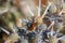 Two graphosoma on ae eryngium flower