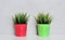 Two grass plants in red pots