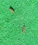 Two grasshopper on artificial . Orthoptera insects from the order of locusts
