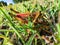 two grasshoppers mating in the grass