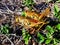 two grasshoppers mating in the mulch