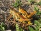 two grasshoppers mating in the mulch