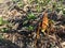 two grasshoppers mating in the mulch