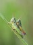 Two grasshoppers in meadow