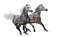 Two gray arabian horses gallop on white background