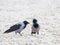 Two gray-black crows talk