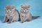 Two gray british scottish fold kittens on blue background