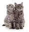 Two gray cats