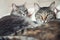 Two gray cats lying on the blanket