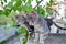 Two gray cats over green leaves