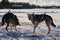 Two gray dogs in harness are tied to a chain in winter in the snow. The Northern sled dog breed Alaskan Husky is strong energetic