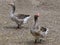 Two gray ducks walk in a poultry farm in the village, minimalistic photo