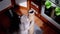 Two Gray Fluffy Cats Play with a Scratching Post on the Floor in the Kitchen