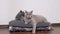 Two Gray Fluffy Cats Sitting on a Soft Pillow and Look at the Camera in Room. 4K