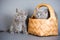 Two gray fluffy kitten british cats in a basket