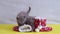 Two gray fold kitten playing with Christmas boots